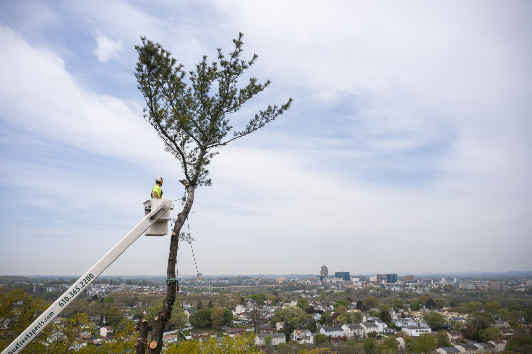 Buyer Beware Why Cheap Tree Removal Could Cost You BigTime